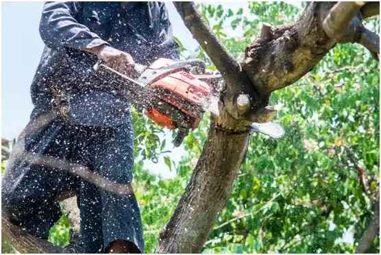 tree services The Woodlands